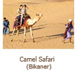 camel_safari.jpg
